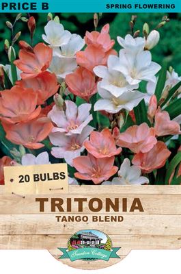 Picture of TRITONIA - TANGO BLEND