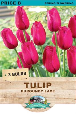Picture of TULIP - BURGUNDY LACE