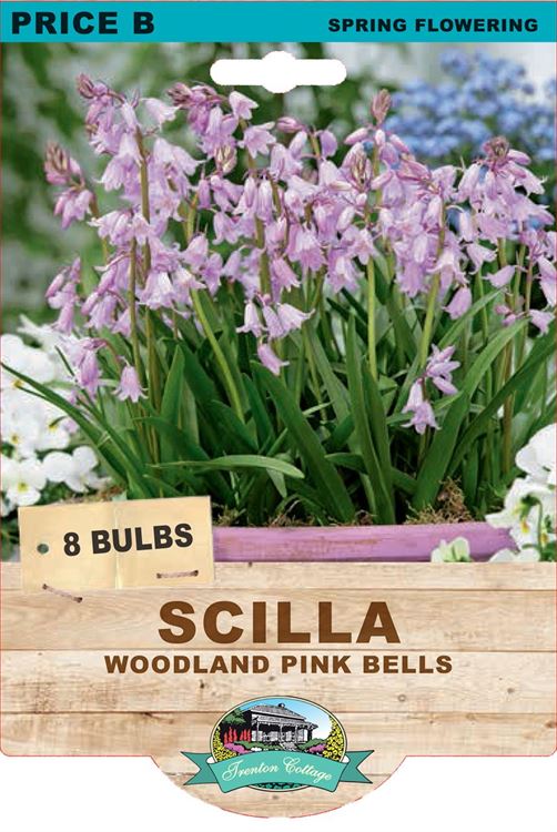 Picture of SCILLA - PINK BELLS