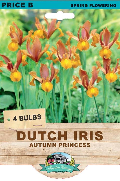 Picture of DUTCH IRIS - AUTUMN PRINCESS