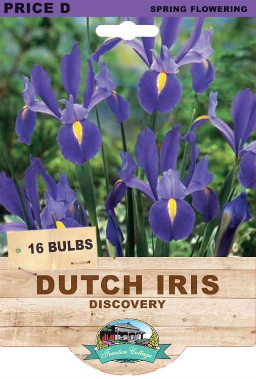 Picture of DUTCH IRIS - DISCOVERY
