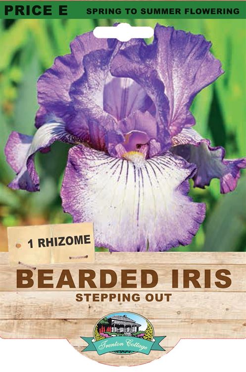 Picture of BEARDED IRIS - STEPPING OUT