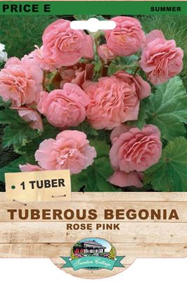 Picture of TUBEROUS BEGONIA - ROSE PINK