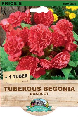 Picture of TUBEROUS BEGONIA - SCARLET