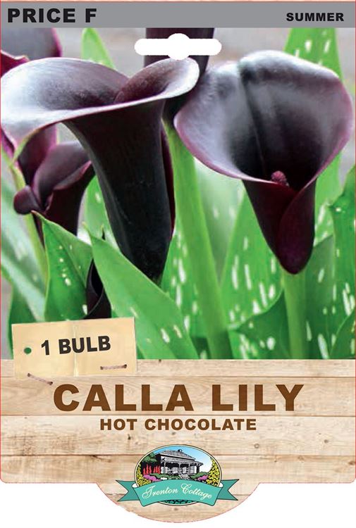 Picture of CALLA LILY - HOT CHOCOLATE