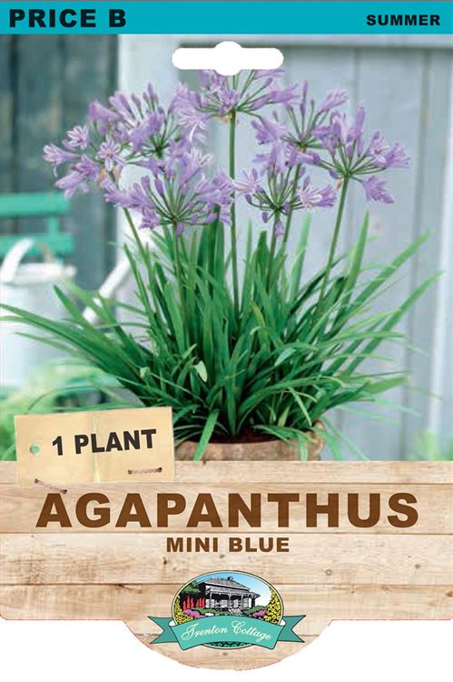 Picture of AGAPANTHUS - MINI BLUE