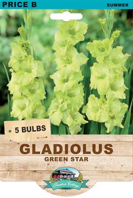 Picture of GLADIOLUS - GREEN STAR