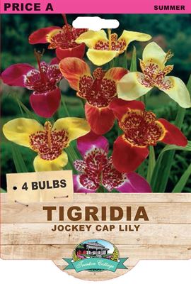 Picture of TIGRIDIA - JOCKEY CAP LILY