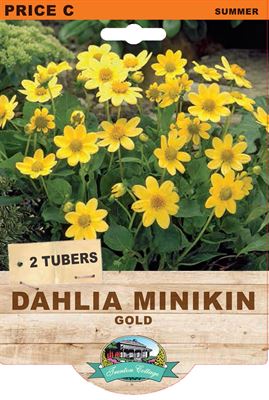 Picture of DAHLIA MINIKIN - GOLD