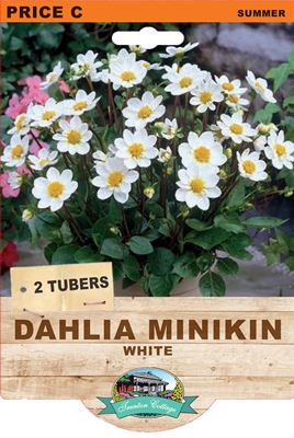 Picture of DAHLIA MINIKIN - WHITE