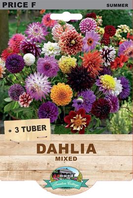 Picture of DAHLIA - MIXED