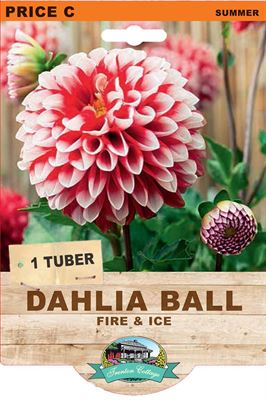Picture of DAHLIA BALL - FIRE & ICE
