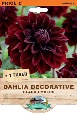 Picture of DAHLIA DECORATIVE - BLACK EMBERS