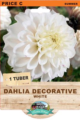 Picture of DAHLIA DECORATIVE - WHITE