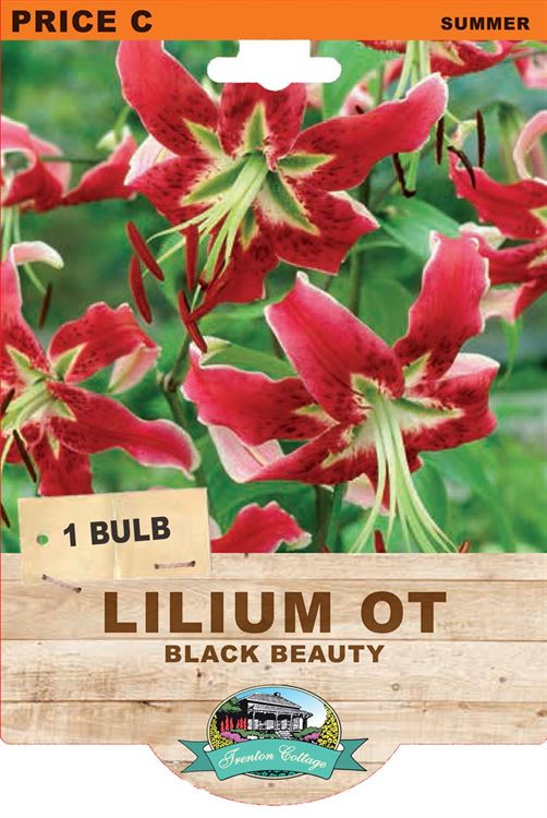 Picture of LILIUM OT - BLACK BEAUTY