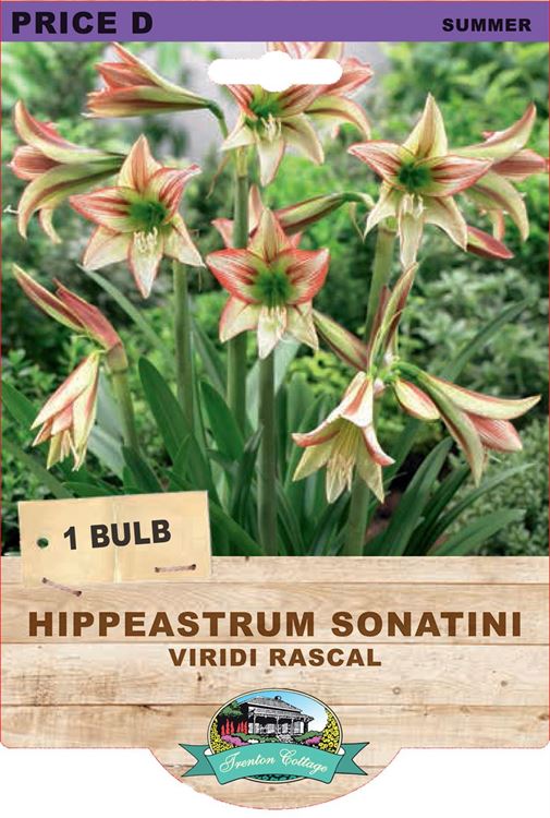 Picture of HIPPEASTRUM SONATINI - VIRIDI RASCAL