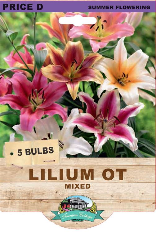 Picture of LILIUM OT - MIXED