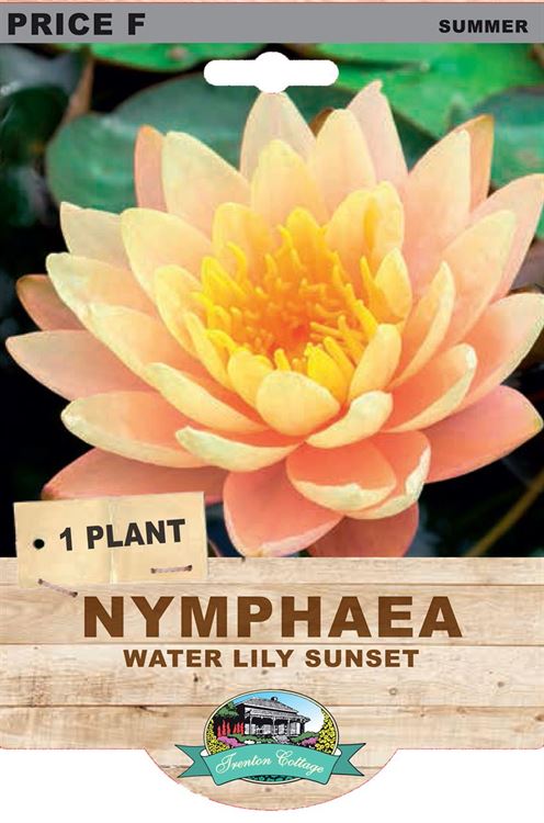 Picture of NYMPHAE - WATER LILY SUNSET