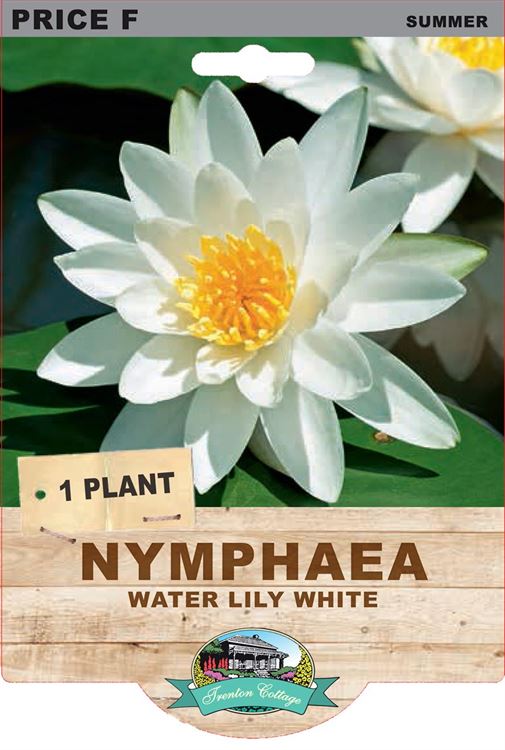 Picture of NYMPHAE - WATER LILY WHITE