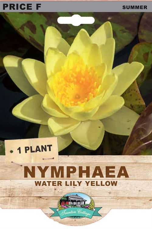 Picture of NYMPHAE - WATER LILY YELLOW