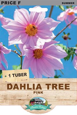 Picture of DAHLIA TREE - PINK