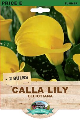 Picture of CALLA LILY - ELLIOTIANA