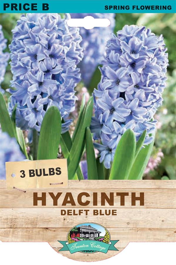 Picture of HYACINTH - DELFT BLUE