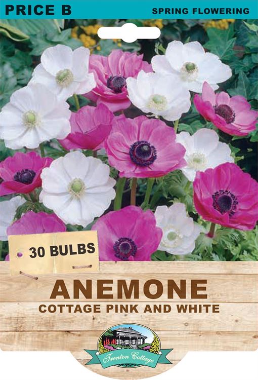 Picture of ANEMONE - COTTAGE PINK & WHITE