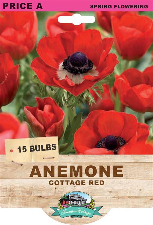 Picture of ANEMONE - COTTAGE RED 