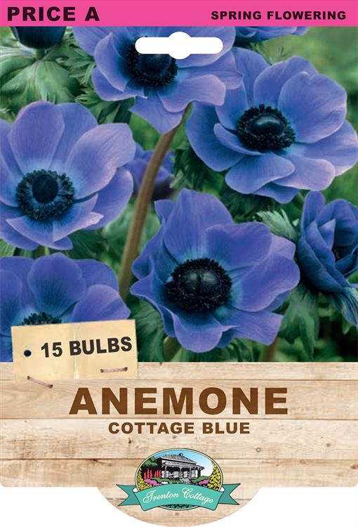 Picture of ANEMONE - COTTAGE BLUE 