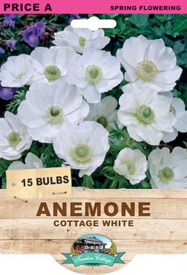 Picture of ANEMONE - COTTAGE WHITE 