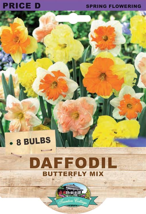 Picture of DAFFODIL - BUTTERFLY MIX 