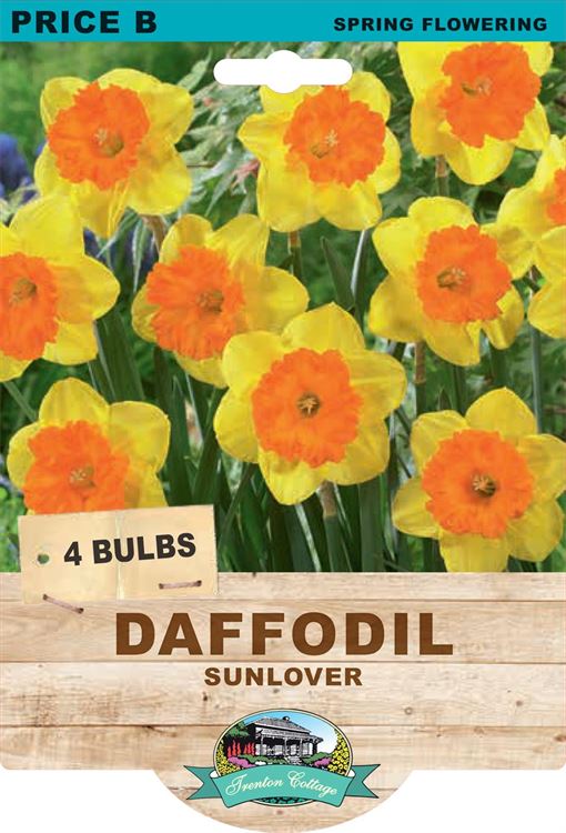 Picture of DAFFODIL - SUNLOVER 