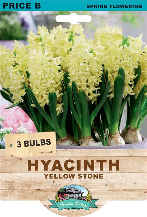Picture of HYACINTH - YELLOW STONE 