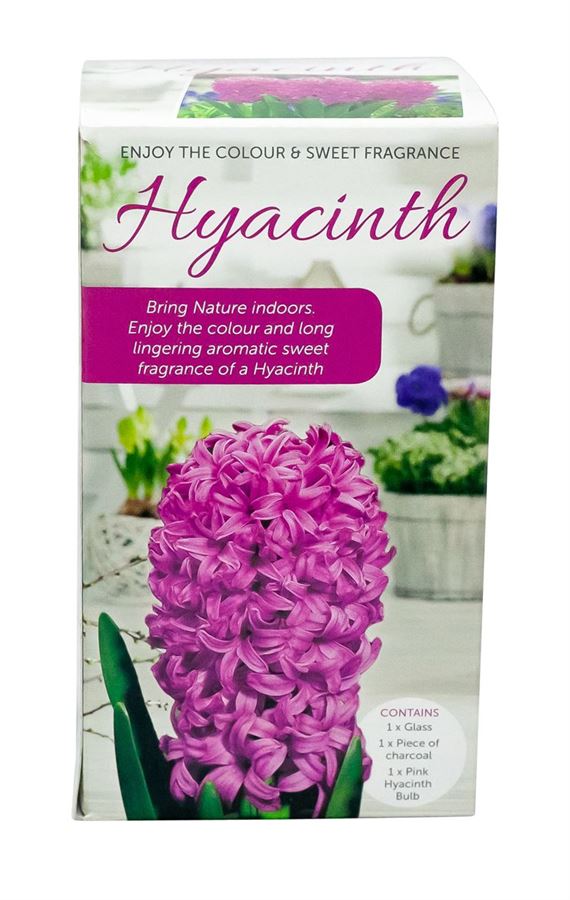 Picture of HYACINTH VASE KITS - PINK 