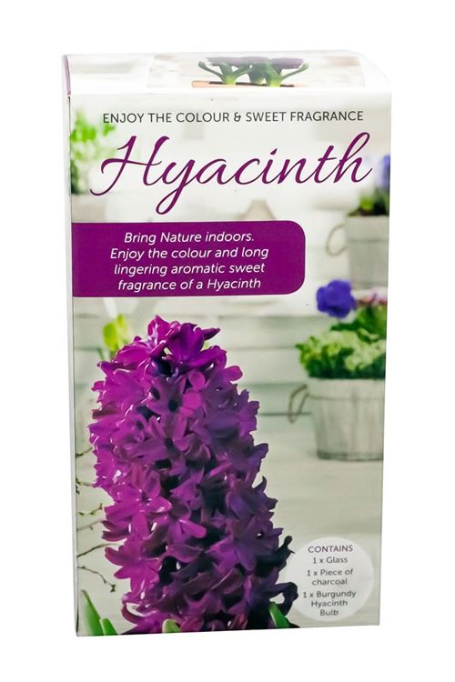 Picture of HYACINTH VASE KITS - PURPLE