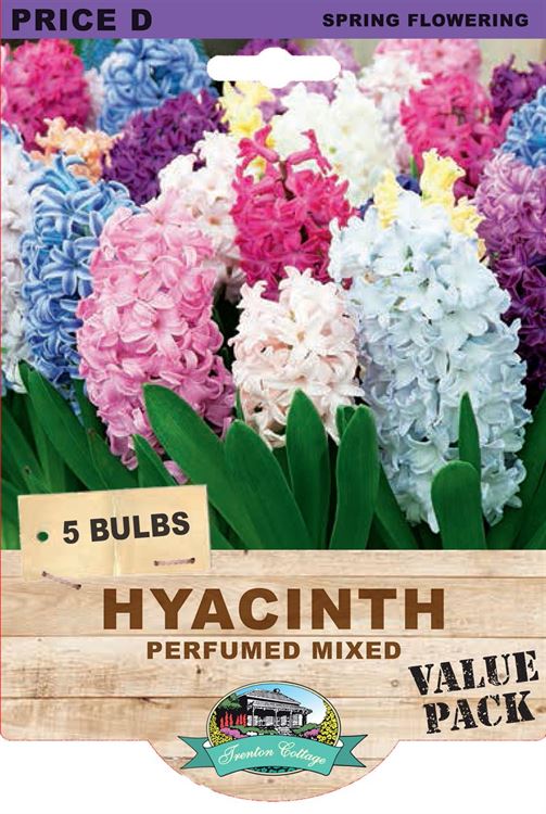 Picture of HYACINTH - PERFUMED MIXED