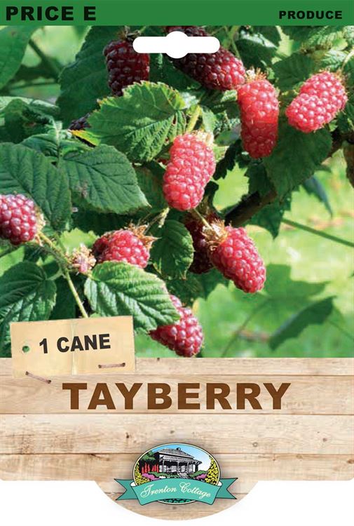 Picture of TAYBERRY 