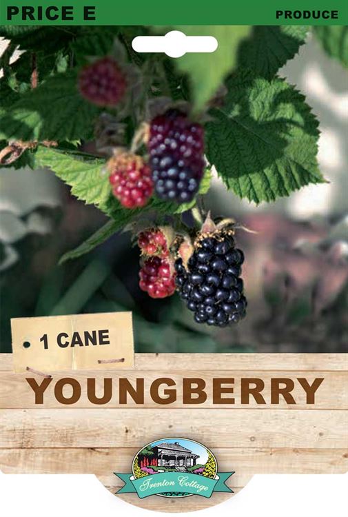 Picture of YOUNGBERRY