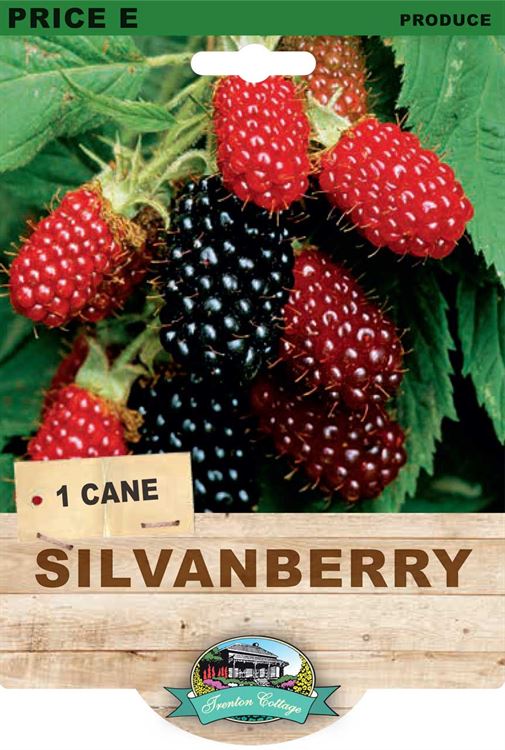 Picture of SILVANBERRY