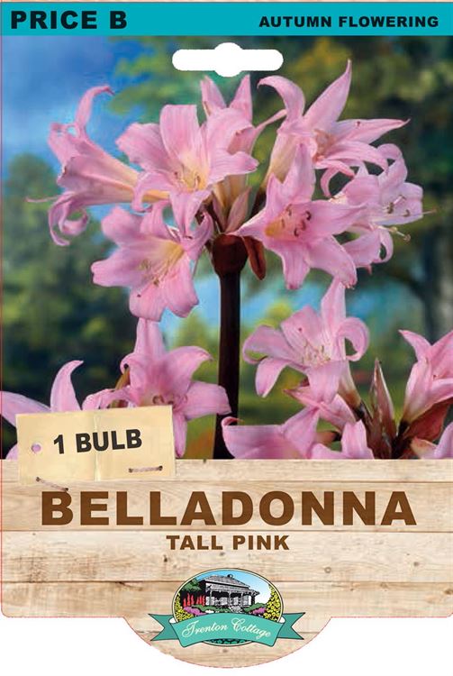 Picture of BELLADONNA - TALL PINK
