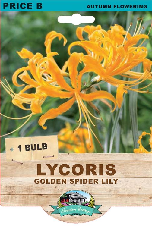 Picture of LYCORIS - GOLDEN SPIDER LILY