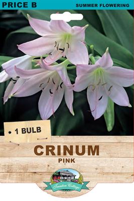 Picture of CRINUM - PINK