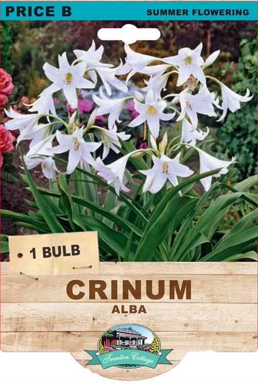 Picture of CRINUM - ALBA