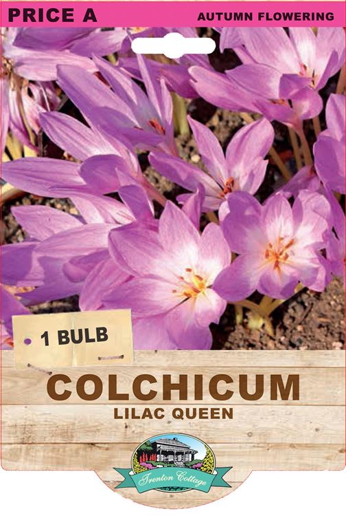 Picture of COLCHICUM - LILAC QUEEN