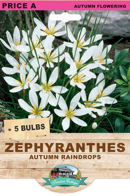 Picture of ZEPHYRANTHES - AUTUMN RAINDROPS 