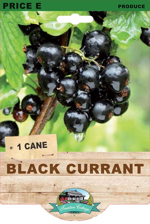 Picture of BLACK CURRANT