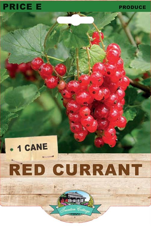 Picture of RED CURRANT 