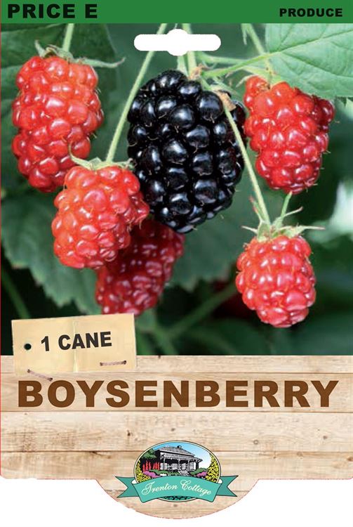 Picture of BOYSENBERRY