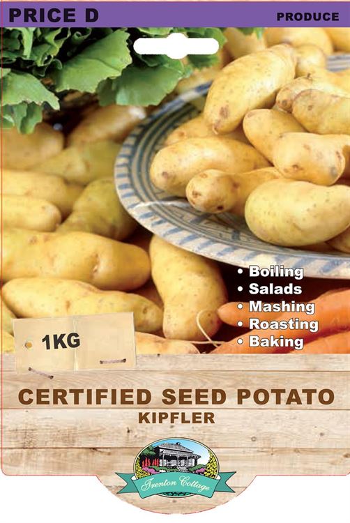 Picture of CERTIFIED SEED POTATO - KIPFLER